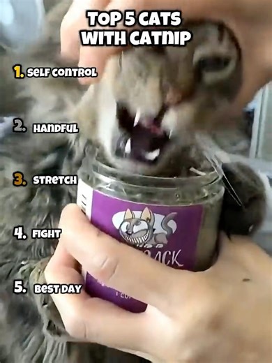 Cats Trying Catnip 😂 #funny #memes #cats