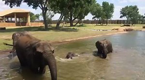 48K views · 2K reactions | And a little video... | Sedgwick County Zoo | Facebook