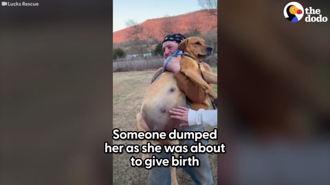 Rescuing a Very Pregnant Dog After Hours of Tracking in the Woods
