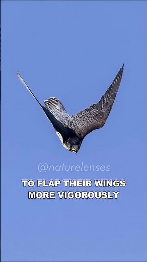 Peregrine Falcon | The Fastest Animal On Earth
