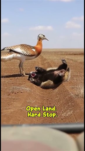 The Moment a Badger Regretted Its Choice! 🪶🐾