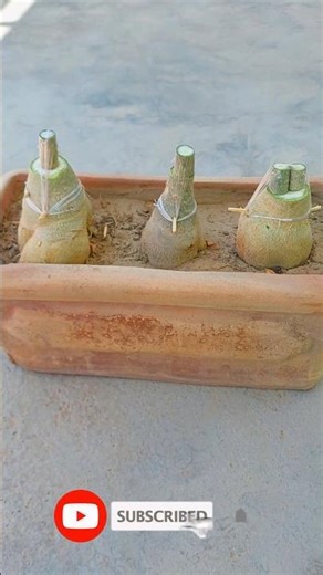 Multiple Adenium Plant Grafting in 1 Pot