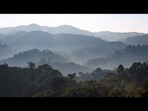 Landscape Approach to Forest Restoration and Conservation in Rwanda - Project Documentary