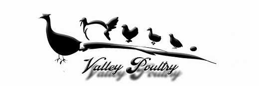Call Ducks | Valley Poultry | Tennessee