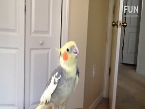 Birds singing and dancing to dubstep compilation