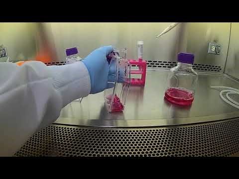 Passaging Caco-2 cells (part 2)