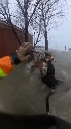 Dog Saves Dog In Storm Surge