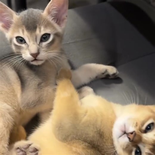 ❤️❤️❤️Beautiful Abyssinian kittens are currently available for adoption! We also have adorable kittens that will be ready for their forever homes by December. Message us to reserve yours today!#FreeKittensConnecticut#AdoptDontShop#CatRescueConnecticut #KittensForAdoption#AdoptAKitten#ConnecticutPets#PetAdoptionCT #CatsOfConnecticut#RescueCatsCT#SaveALifeAdopt...Free kittens And Cats For Rescue & Adoption ....Text us at (254)-236-6761 for more details❤️❤️❤️ Free kittens Hartford CT Kitten rescue 