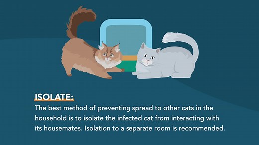 82 reactions · 31 shares | Feline Leukemia Virus is one of the most common infectious viruses that affect cats globally, and it is the second leading cause of death for cats after trauma. Learn more: https://mrkmnls.co/3ebAho4 | The Merck Veterinary Manual | Facebook