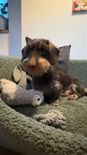 Paulchen 🐾 on Instagram: "Say hello to „no drama lama“ 🤎🦙 #dackelliebe❤️ #lama #nodramallama #rauhaardackel #zwergrauhaardackel"