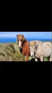 how horses mate #horses