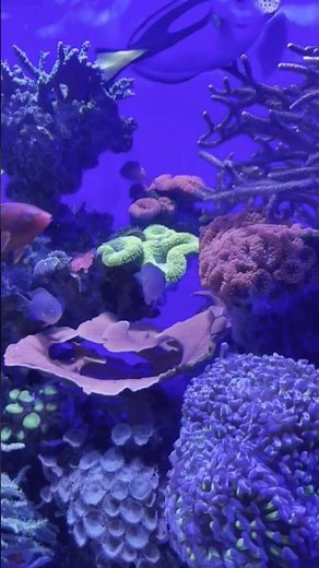 Mesmerizing Marine Life at AQWA, Perth 🌊🐟#AQWA #AquariumShorts #Perth #TravelShorts #AustraliaTravel