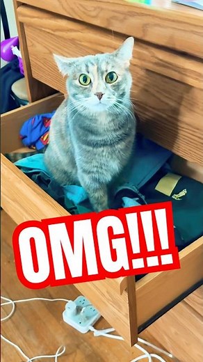Signs your beloved pet is actually a shape-shifter #skinwalker #catsoftiktok #creepy