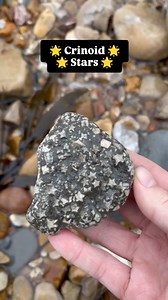 5.4K views · 81K reactions | Here is a piece full of crinoid, these fossils are in the shape of stars, I found this along the Jurassic Coast, Dorset  #fossils #fossil #star #stars #crinoid #ammonite #ammonites #pyrite #ancient #curiosity #nature #photography #jurassic #coast #jurassiccoast #beach #stones #rocks #sea #sand #maryanning #dinosaur #palaeontology #geology #dorset #charmouth #charmouthbeach #lymeregis #fascinatingfossils | Fascinating Fossils | Facebook