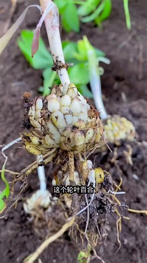 Unlock Nature's Gift: Grass Planting & Partner Rewards Unveiled