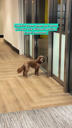 Zoom Travel Insurance on TikTok