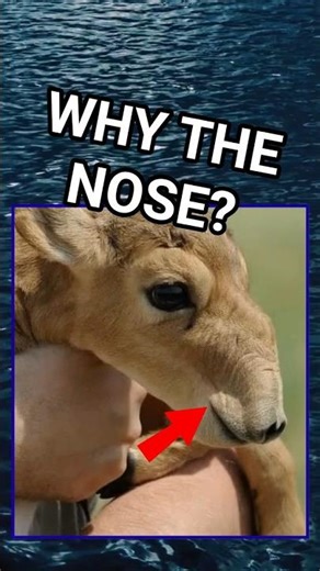 Nature’s Weirdest Air Conditioner