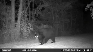72 reactions · 20 comments | What's this Columbia county bear weigh ??? #realfloridahuntingandfishing #floridablackbear #bearmanagement | Real Florida hunting and fishing | Facebook