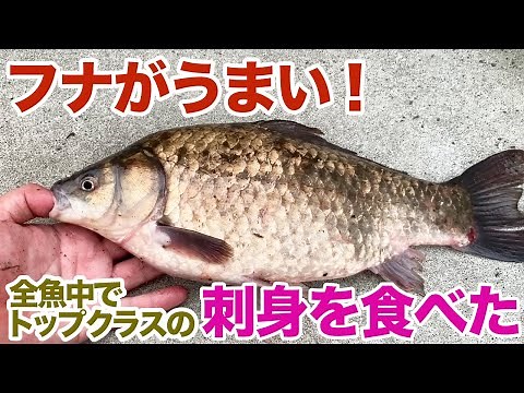 フナがうまい！これは全魚中トップクラスの刺身かもしれん