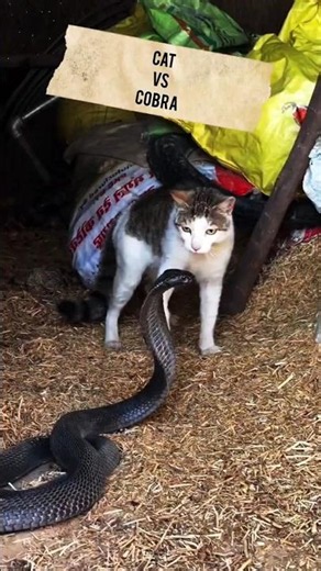 🐍 কোবরার সামনে দাঁড়িয়ে গেল সাহসী বিড়াল! 😱 | Brave Cat VS King Cobra Fight