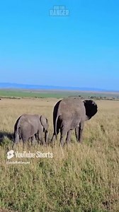Elephants Roaming The Plains In A Majestic Scene