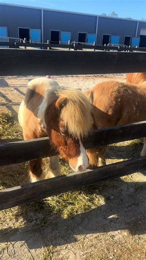 #farmlife is amazing…#ponies #swfl #buyingfarms #skyeleber