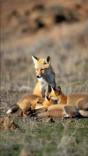 In a sun-dappled forest, a graceful red fox plays joyfully with her adorable cubs.