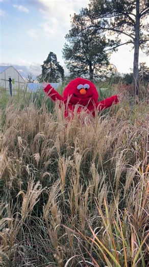 11 reactions | The Elmo in the grasses- he’s practicing for Elmo vs.wild Warren Family Garden Center & Nursery | Warren Family Garden Center & Nursery | Facebook