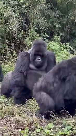 Silverback gorillas beat their chests