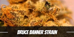 Bruce Banner Marijuana Strain Information