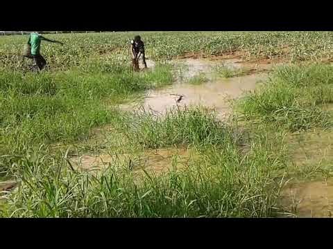 Net Fishing at pailin Province - Khmer Cast Net Fishing -Cambodia Traditional Fishing ( Part 29)