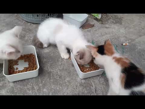 Adorable! Tiny Kittens Eating Together So Happily 😻