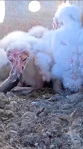 194K views · 2.7K reactions | Baby owl swallow a mice | ASMR and Mother Nature | Facebook