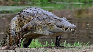 Nile crocodile - Alchetron, The Free Social Encyclopedia