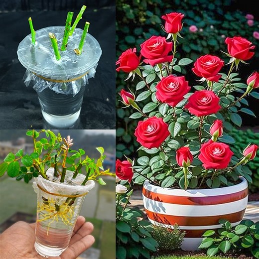 896K views · 9.7K reactions | Grow Rose From Cutting In Water | How to Grow Roses From Cutting Without Soil | Rana Craft | Facebook