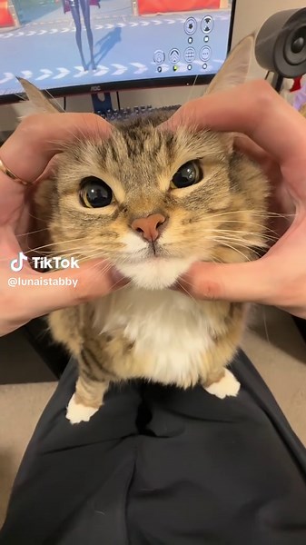 Understanding Angry Cats in Cars: A Fascinating Look