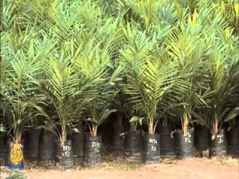 Death of an Orangutan