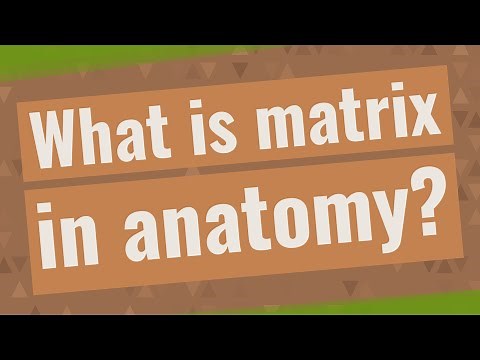What is matrix in anatomy?