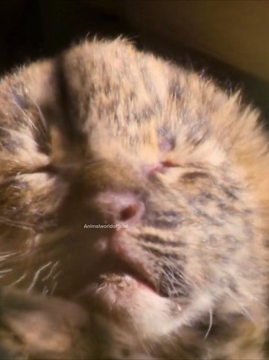 Exploring the Amazing Lifestyle of Leopards