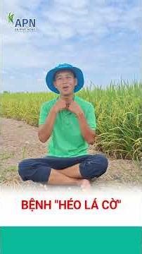 APN - BỆNH HÉO LÁ CỜ TRÊN LÚA LÀ GÌ? #kỹ_thuật_canh_tác_lúa