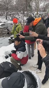 Live from New York ✨ Saturday, March 2, 2019 Mandarin duck | New York Mickey