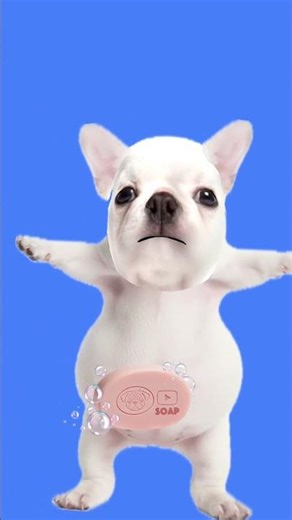 clean pebble’s belly