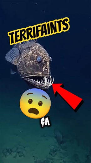 This fish has teeth that go into its skull… 😳 #marinemystery #shorts