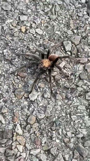 Arkansas' Texas Brown Tarantulas looking for their mates
