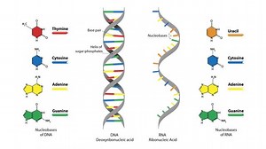 DNA vs. RNA – 5 Key Differences and Comparison