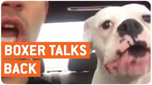 This Boxer Is Furious At Her Dad For Making Her Leave The Dog Park. So What She Does? LOL!