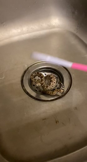 Baby Western Diamondback Rattlesnake Rescue | Naming Him Bug? 🐍