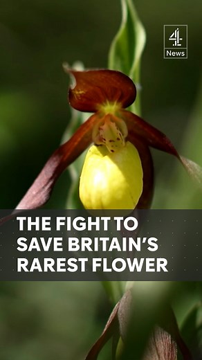 Ruben Reuter joins a secret society that has been painstakingly bringing Britain's rarest wildflower, the lady's slipper orchid, back from the brink of extinction. #YorkshireDales #LadySlipperOrchid #Wildflower #Channel4News | Channel 4 News