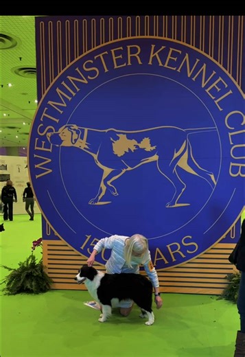 Behind the scenes at the @Westminster Kennel Club Dog Show 🐾 so many cute dogs getting ready 🐕 💅 ✨ #westminster #bestinbreed #dogshow #cutedogs #dogsoftiktok