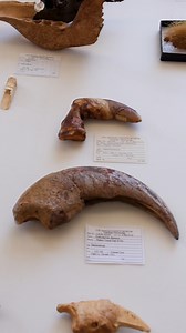 👀 Early on, Thomas Jefferson identified the giant ground sloth as one of these massive mammals. Celebrate #SummerOfSloths now through September 2 only at the #TarPits! | La Brea Tar Pits and Museum